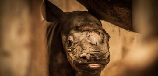 Nosorožčí mládě je samička.
