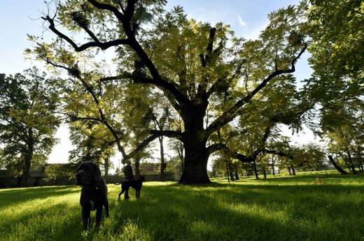 Zhruba 230 let starý strom roste v kvasickém památkově chráněném zámeckém parku.