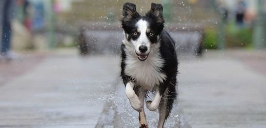 Pražský park Stromovka ožije charitativní akcí "Se psem mě baví běh".