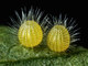 Motýlí vajíčka (rod Mestra) na listu rostliny (tragia)14. místoZvětšení: 7,5krátAutor: David MillardTexas, USA