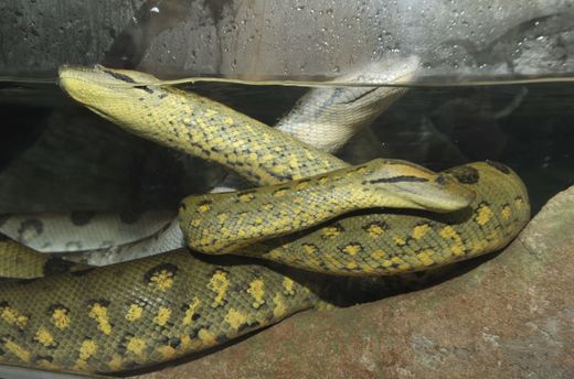 Největší z hadů měří 4,5 metru a váží 34 kilo.