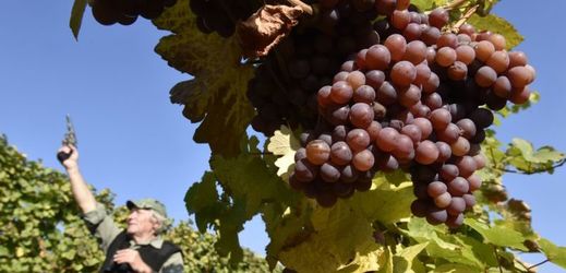 Na vinicích zbývá zhruba pětina hroznů na klasické víno.