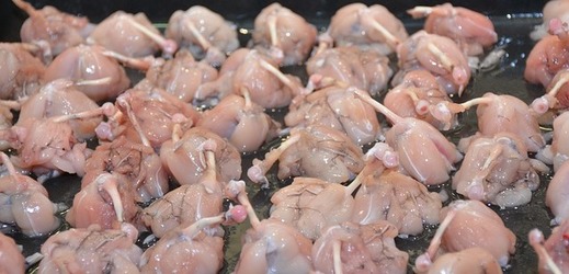 Kuchaři budou používat suroviny, jako jsou žabí stehýnka, křepelky, perličky a mufloní maso.