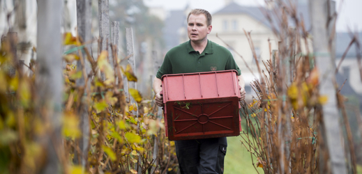 Sběr uzrálých hroznů z nejznámějšího kutnohorského vinohradu u chrámu sv. Barbory se konal 21. října.