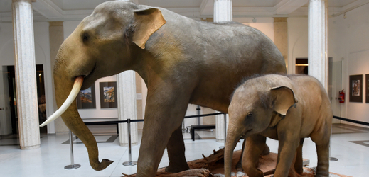Sloní exponáty ve Slezském muzeu.
