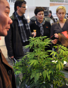 Marihuana je v Česku zřejmě nejrozšířenější nelegální drogou.