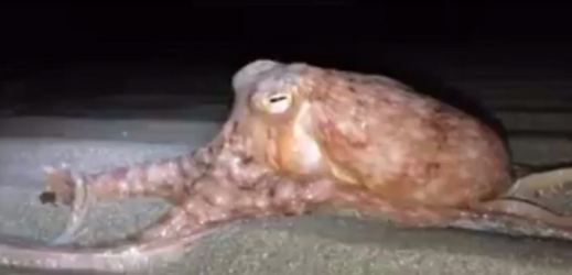 Chobotnice na pláži. 