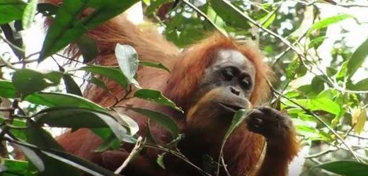 Nový druh orangutana.
