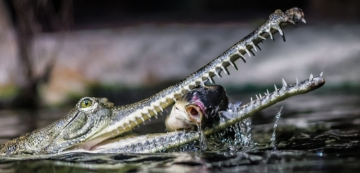 Posledním útočištěm gaviálů je řeka Čambal na severu Indie, kde podle odhadů přežívá zhruba 80 procent volně žijící populace, která čítá 2000 až 3000 jedinců.
