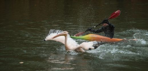 Zoologové chytali dvacet pelikánů bílých a skvrnozobých.