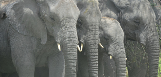 Sbírka oblečení podpoří projekt Save Elephants.