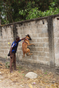 Výcvik psů v Kongu.