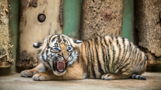 Tygřata už vidí a velmi je láká maso - i přesto, že ještě nemají zuby.
