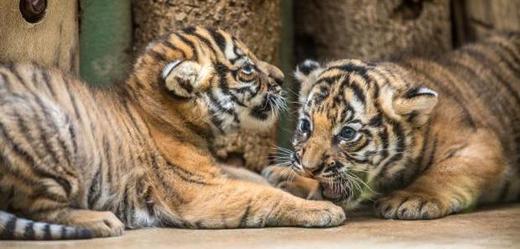 Vzácná malajská tygřata se v pražské zoo narodila 3. října.