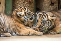 Vzácná malajská tygřata se v pražské zoo narodila 3. října.
