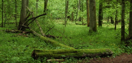 Polsko musí okamžitě přestat kácet v chráněném Bělověžském pralesu.