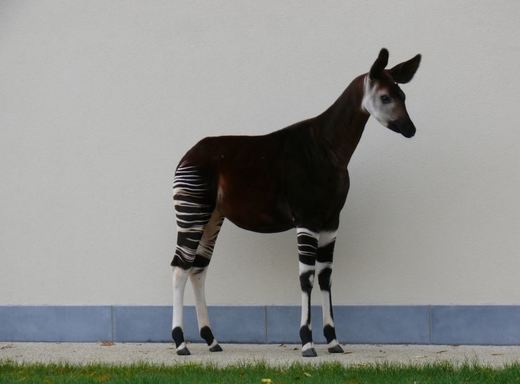 Okapi chová dvorská zoo jako jediná v ČR.