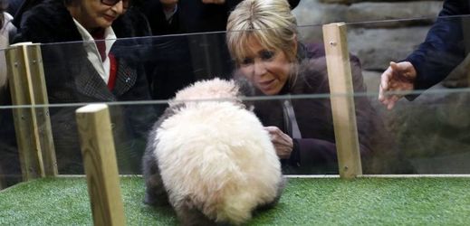 Brigitte Macronová v zoologické zahradě Beauval pokřtila první pandí mládě narozené v Francii.
