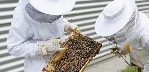 Včelaři (ilustrační foto).