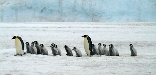 Tučňáci (ilustrační snímek).