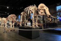 Zachovalá kostra mamuta (Mammuthus primigenuis), stará přinejmenším 10 tisíc let, přitom měří 340 centimetrů na výšku a 530 centimetrů na délku. Vydražený kus je největším exemplářem svého druhu v soukromých rukou (ilustrační foto).