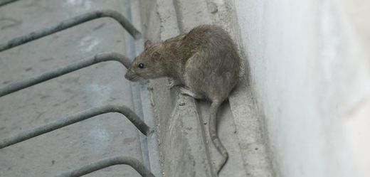 Potkan (ilustrační foto).