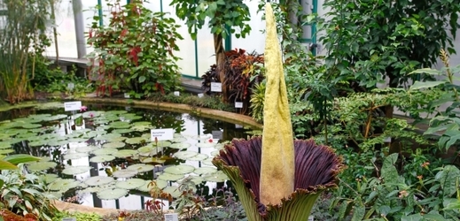 Na snímku z liberecké botanické zahrady je zmijovec titánský, jehož květenství má na výšku přes 1,6 metru.