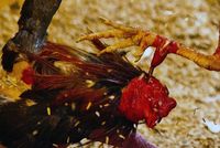 Kolem létá peří a teče krev. V dalších zápasech vedou rány zasazené ostruhou břitkou jako nabroušený nůž ke smrti jednoho z kohoutů nebo ukončí boj v několika sekundách (ilustrační foto).