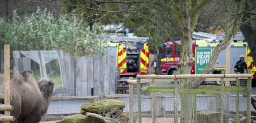 Zoo v Londýně zůstane kvůli požáru uzavřená.