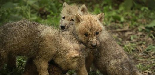 Smečka vlků arktických se v brněnské zoo rozrostla o paterčata, jednoho samce a čtyři samice. Mláďata už mohou návštěvníci vidět v expozici.