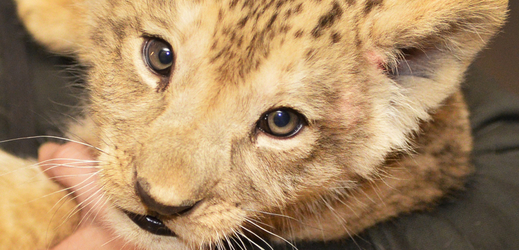  Sameček lva berberského narozený v zoo Plzeň dostal jméno Baquir.