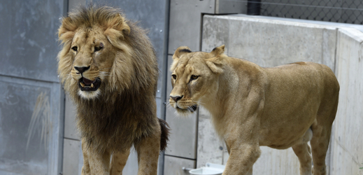 Lev Lolek a lvice Kivu v brněnské zoo.