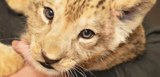 V plzeňské zoo pokřtili letos v prosinci mládě lva berberského jménem Baqir.