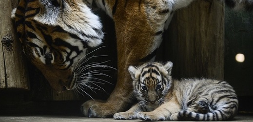 Samice tygra malajského Banya s mládětem v pražské zoo.