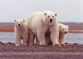 Lední medvědi jsou v prvních měsících života zcela závislí na své matce.