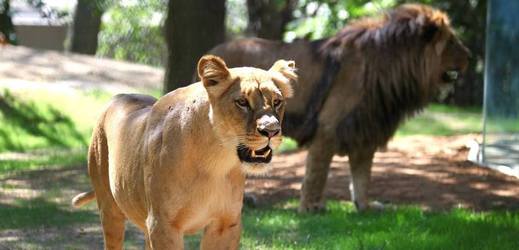 Lvi jsou v brněnské zoo teprve od loňského července.