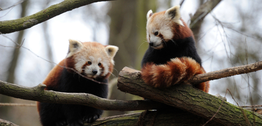 Na snímku pandy červené z chomutovského zooparku.
