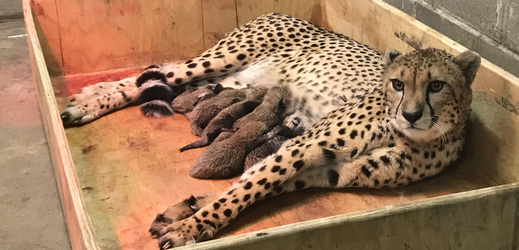 Gepardice Bingwa porodila osmerčata.