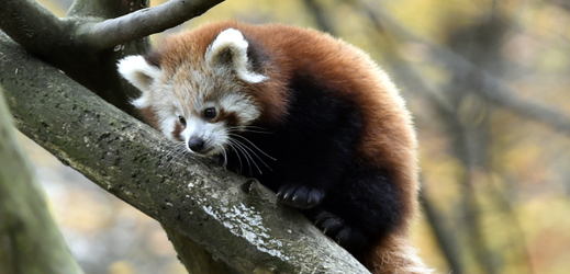 Ve zlínské zoo se loni narodilo mládě pandy červené.