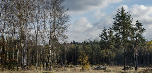 Lesům ČR patří téměř polovina lesů v zemi (ilustrační foto).