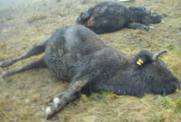 Poškozené elektrické vedení zabilo na pastvině na Jindřichohradecku tři březí bizoní krávy. 