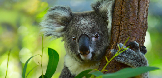 Koala medvídkovitý.