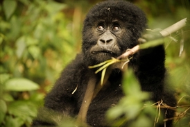 Ve Rwandě žijí gorily ve vysokých oblastech.