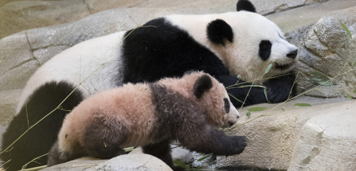 Pětiměsíční Yuan Meng se narodil v zoo Beauval ve střední Francii.