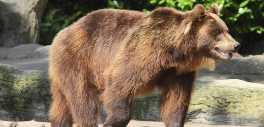 V kavkazské rezervaci se pohybuje téměř 200 medvědů, kteří odmítají spát (ilustrační foto).