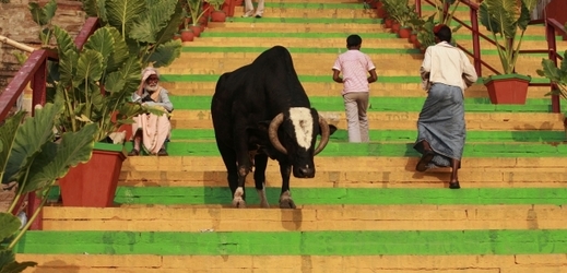 Krávy jsou nedílnou součástí hinduismu.