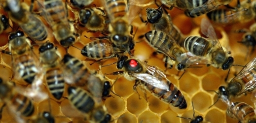Pohled do včelího úlu s královnou matkou.