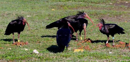Ve Španělsku bylo vypuštěno celkem 37 mladých ibisů.