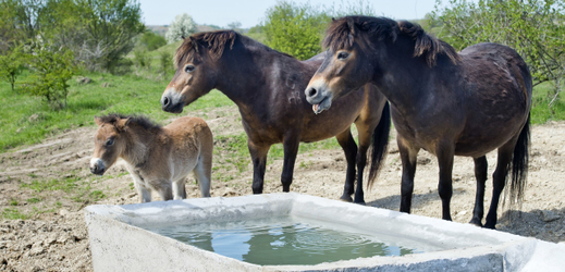 Divocí koně budou vypuštěni na území Přírodní památky Na Plachtě a v Ptačím parku u Jaroměře.