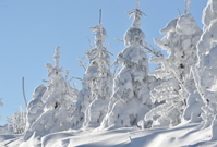 Zasněžené stromy (ilustrační snímek).